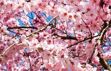 Tradiții, superstiții și obiceiuri pentru Sărbătoarea Floriilor