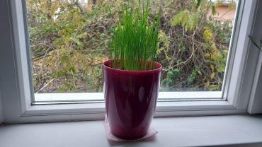 Tradiția grâului pus la încolțit – semnificație și interpretare