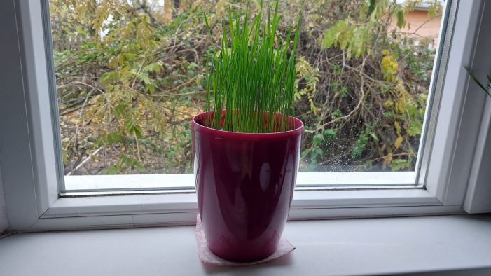 Tradiția grâului pus la încolțit – semnificație și interpretare